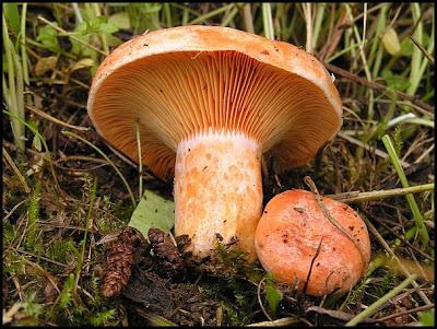 Lactarius deliciosus Australian Fungi A Blog 15 Lactarius deliciosus