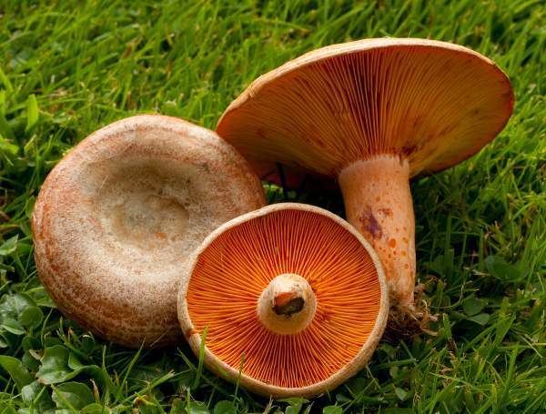 Lactarius deliciosus Lactarius deliciosus Saffron Milkcap mushroom