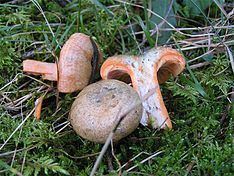 Lactarius deterrimus httpsuploadwikimediaorgwikipediacommonsthu