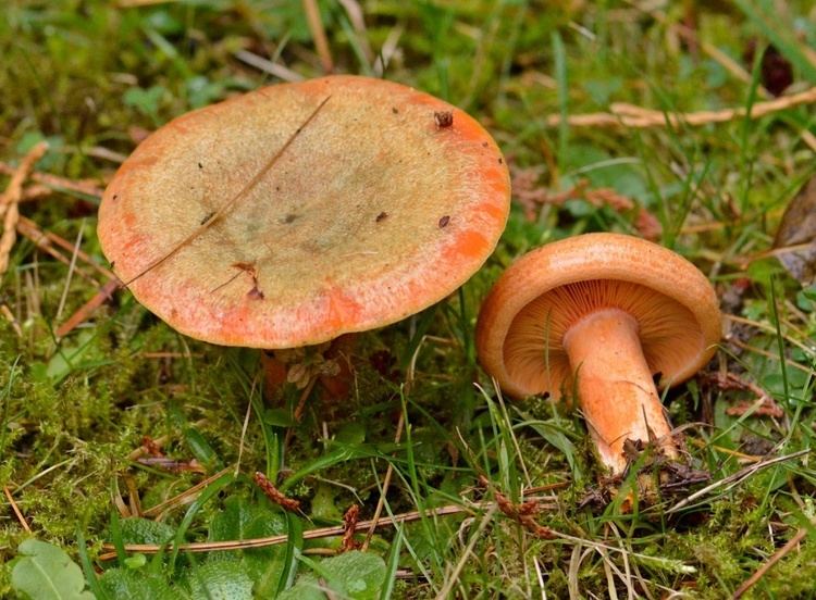 Lactarius deterrimus False Saffron Milkcap Lactarius deterrimus NatureSpot