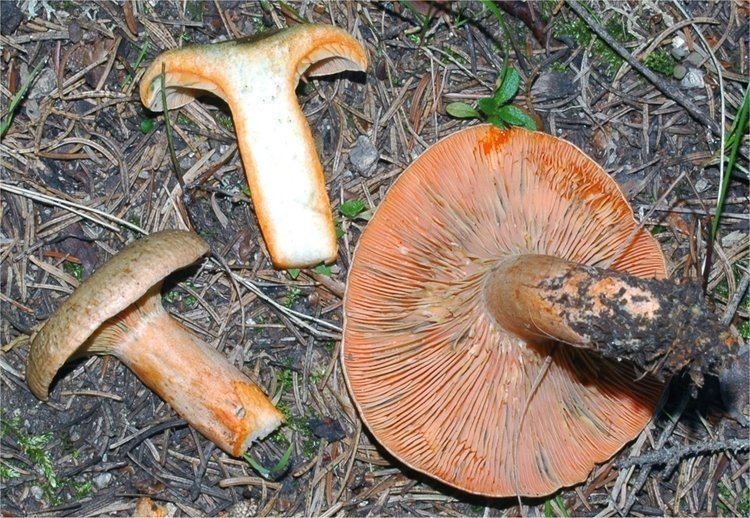 Lactarius deterrimus Lactarius deterrimus Grger