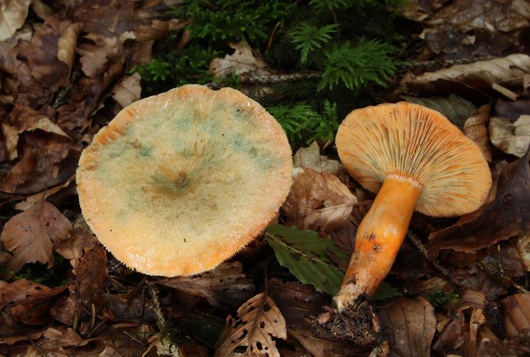 Lactarius deterrimus FileLactariusdeterrimusFichtenReizkerjpg Wikimedia Commons