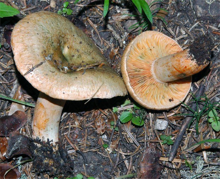 Lactarius deterrimus Lactarius deterrimus Grger