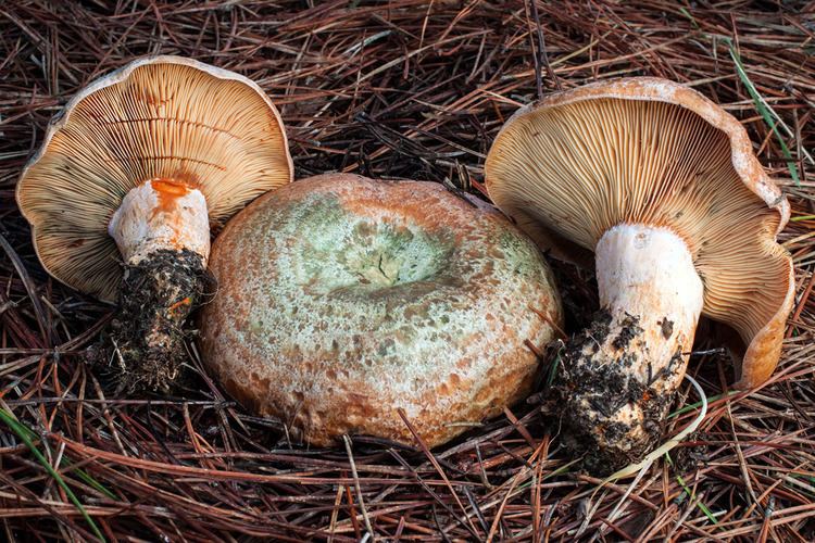 Lactarius California Fungi Lactarius deliciosus