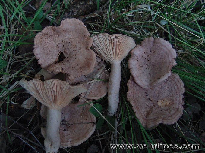 Lactarius flexuosus Lactarius flexuosus nurmirousku Natural Fungi in Finland
