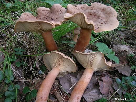 Lactarius helvus wwwmushroomexpertcomimageskuo3lactariushelvu