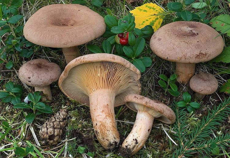 Lactarius helvus Ombelicato convessoombelicato pag 1 dicesi del cappello che