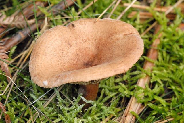 Lactarius helvus Lactarius helvus Wikipedia