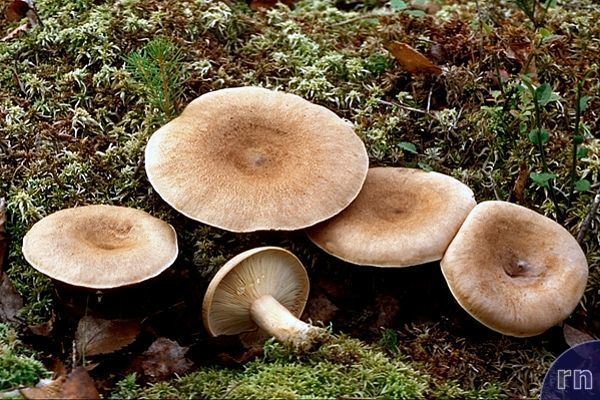 Lactarius helvus Russulales News Lactarius helvus