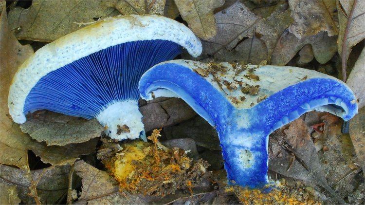 Lactarius indigo Lactarius indigo