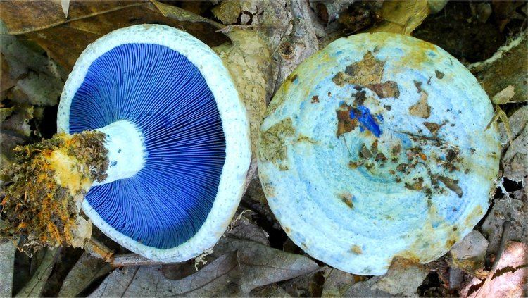 Lactarius indigo Lactarius indigo