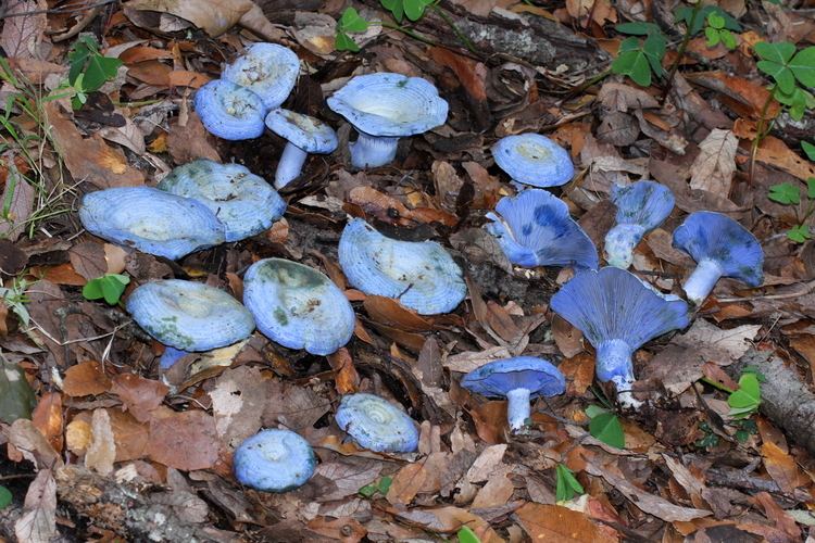 Lactarius indigo Lactarius indigo Edible blue mushroom from Mexico Mushrooms