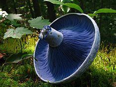 Lactarius indigo httpsuploadwikimediaorgwikipediacommonsthu