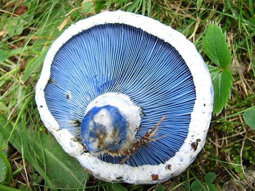 Lactarius indigo indigo milk cap Lactarius indigo iNaturalistorg