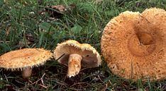 Lactarius mairei httpsuploadwikimediaorgwikipediacommonsthu