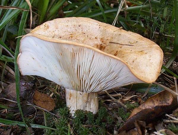 Lactarius pallidus Lactarius pallidus Pale Milkcap mushroom