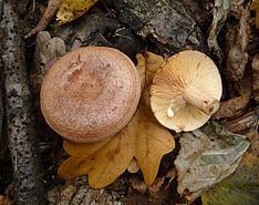 Lactarius quietus httpsuploadwikimediaorgwikipediacommonsthu