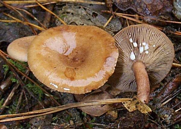 Lactarius quietus Lactarius quietus Oakbug Milkcap mushroom