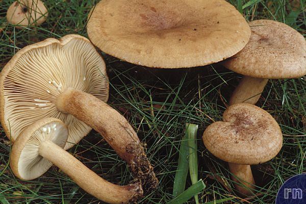 Lactarius quietus Russulales News Lactarius quietus