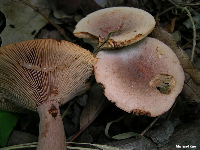 Lactarius quietus Lactarius quietus var incanus MushroomExpertCom