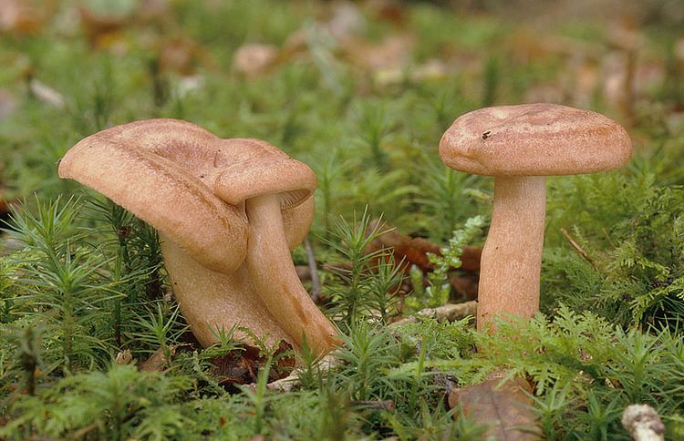 Lactarius quietus Lactarius quietus