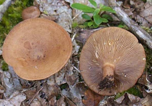 Lactarius quietus Lactarius quietus Oakbug Milkcap mushroom
