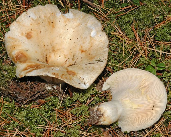 Two Lactarius resimus the other one is pulled out from the soil