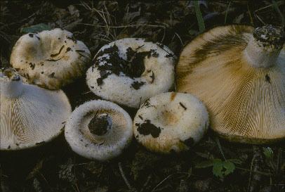 Six Lactarius resimus with different sizes