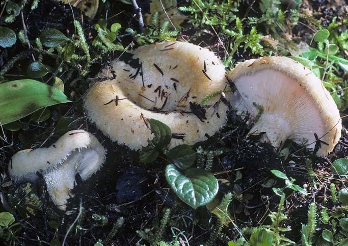 Three Lactarius resimus surrounded by different kinds of grass