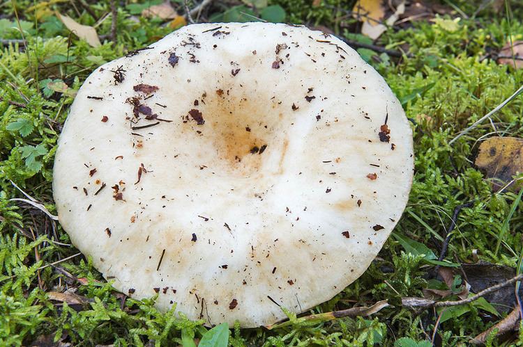 A Lactarius resimus with small particles of dried leaves on the cap of it