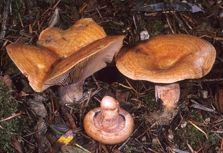 Lactarius rubrilacteus California Fungi Lactarius rubrilacteus