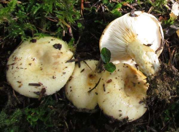 Lactarius scrobiculatus Lactarius scrobiculatus Spotted Milkcap mushroom