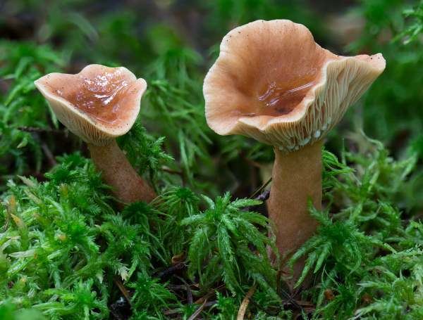 Lactarius tabidus Lactarius tabidus Birch Milkcap mushroom