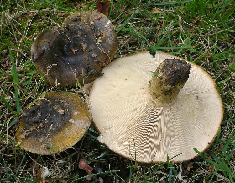 Lactarius turpis File20110917 Lactarius turpis Weinm Fr 169821 croppedjpg