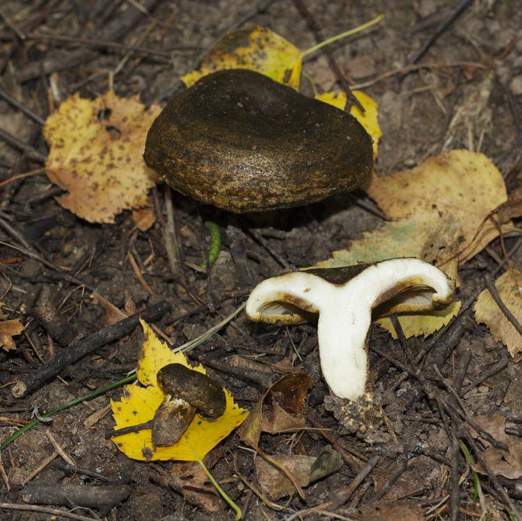 Lactarius turpis FileLactarius turpis tommuriisukasjpg Wikimedia Commons