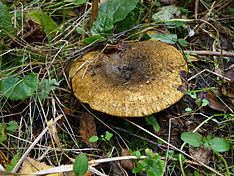 Lactarius turpis httpsuploadwikimediaorgwikipediacommonsthu