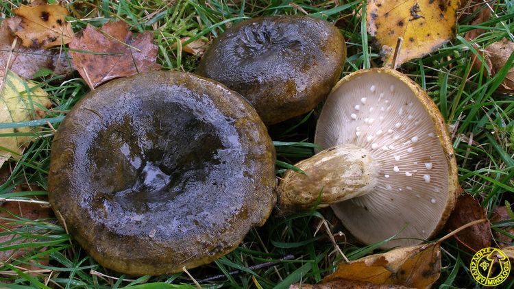 Lactarius turpis Aranzadi Zientzia Elkartea Society of Sciences Sociedad de