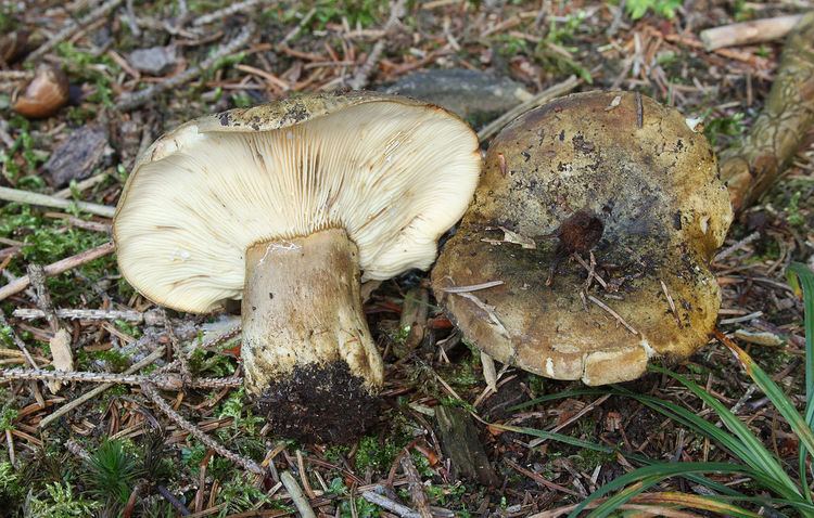 Lactarius turpis FileOlivbraune Milchling Lactarius turpisjpg Wikimedia Commons