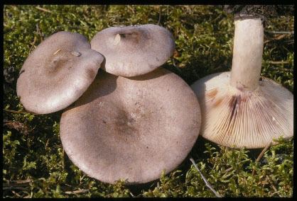 Lactarius uvidus Lactarius uvidus