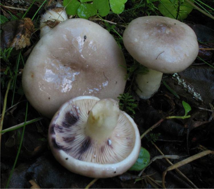 Lactarius uvidus Lactarius uvidus Wikispecies