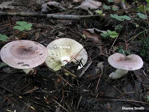 Lactarius uvidus wwwmushroomexpertcomimagesdsmithdsmithlactar