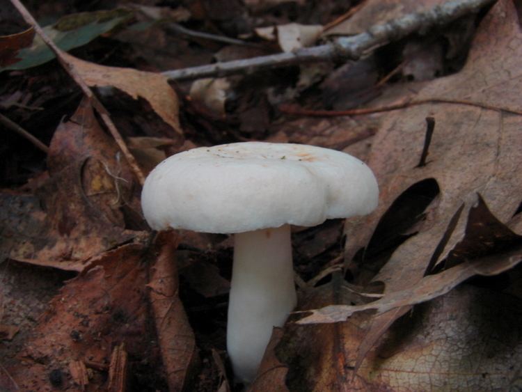 Lactarius vinaceorufescens Lactarius vinaceorufescens at Indiana Mushrooms