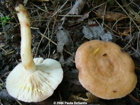 Lactarius vinaceorufescens AmericanMushroomscom Yellowinglatex Milky Lactarius