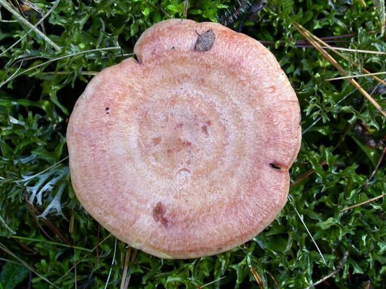 Lactarius vinaceorufescens Biodiversity of Macrofungi of Northern Door County Cofrin Center