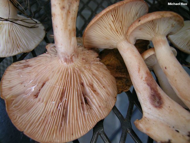 Lactarius vinaceorufescens Lactarius vinaceorufescens MushroomExpertCom