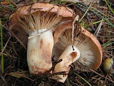 Lactarius vinaceorufescens Lactarius vinaceorufescens Wikipedia