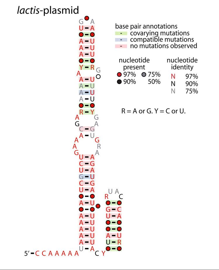 Lactis-plasmid RNA motif