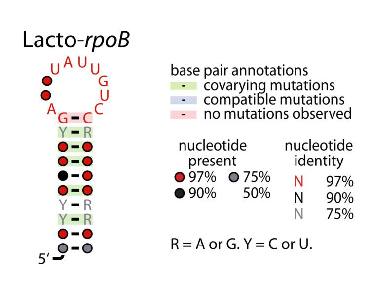 Lacto-rpoB RNA motif