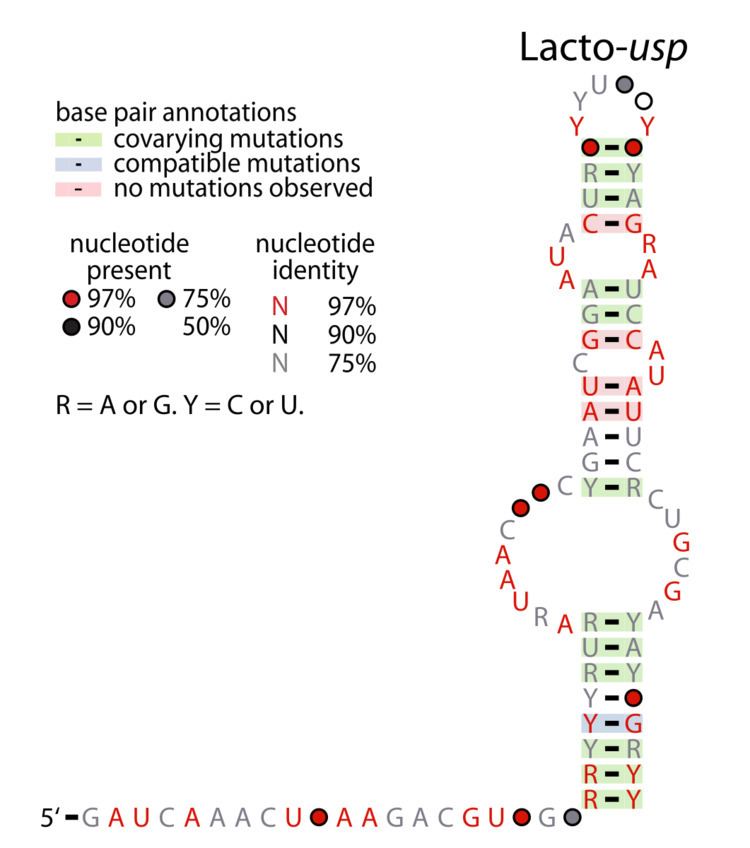 Lacto-usp RNA motif