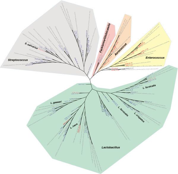 Lactobacillales Phylogenetic diversity of Lactobacillales 16S rDNA sequences in